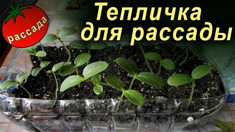 Подготовка почвы и посадка рассады