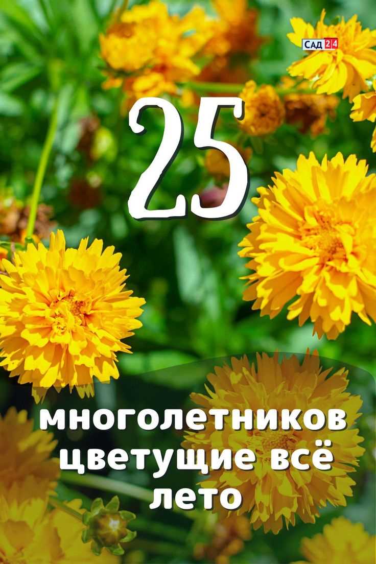 Разнообразьте цветовую гамму сада