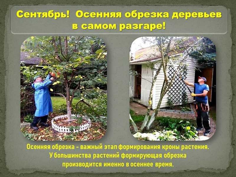 Уход за цветочными клумбами:
