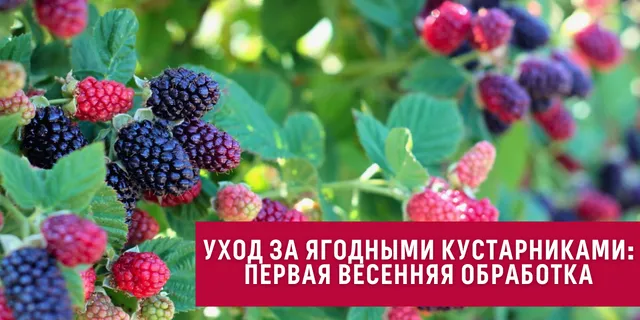 2. Земляной ком