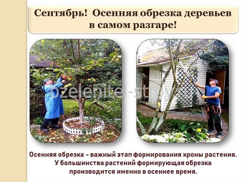 Подкормка