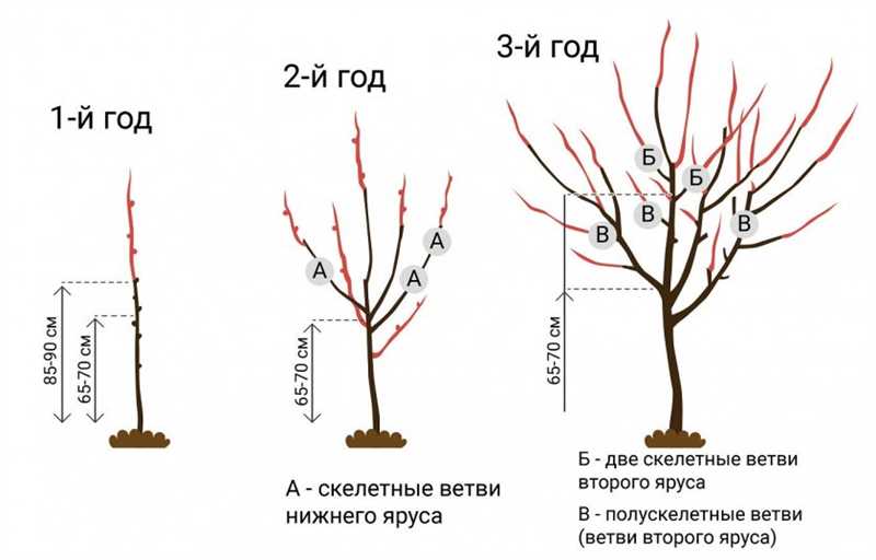 Обрезка для стимулирования плодоношения