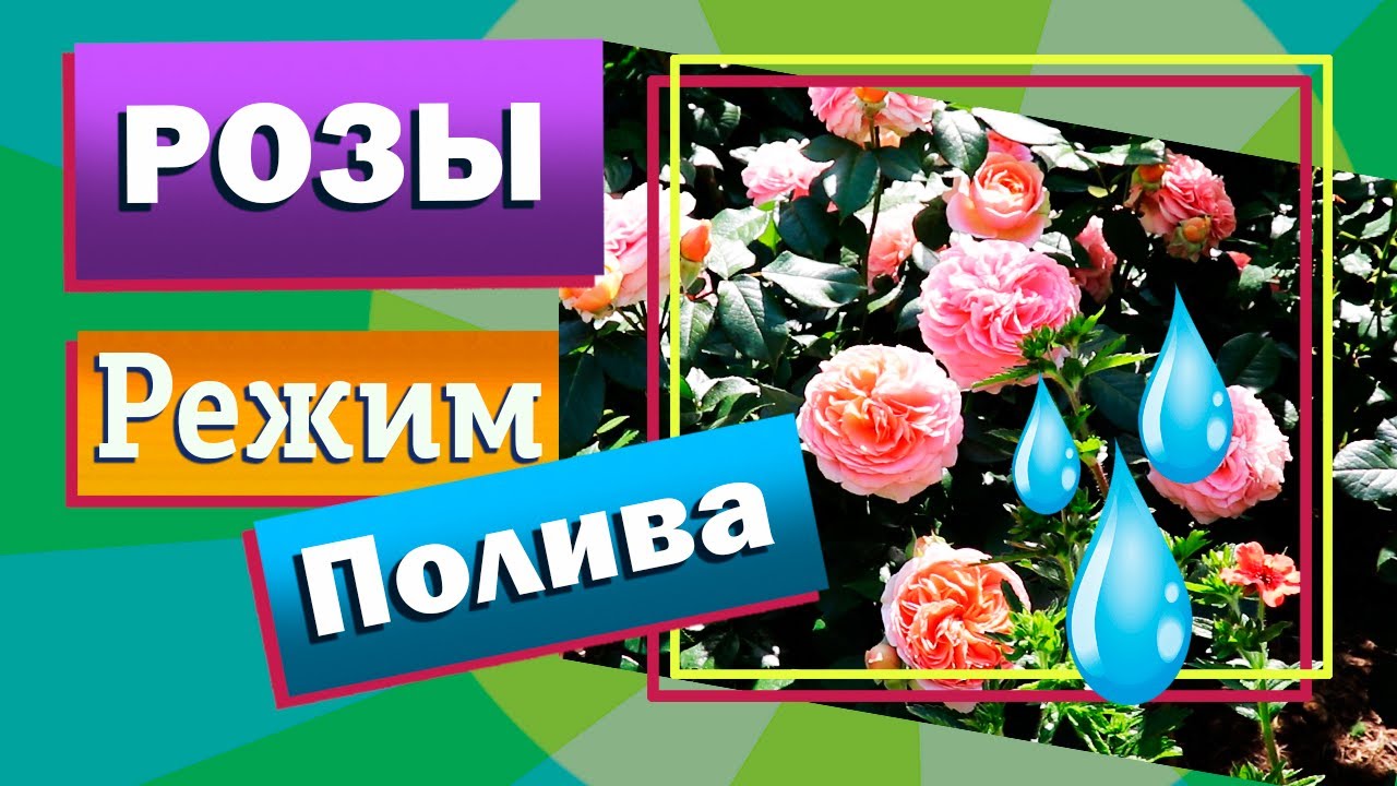 Какую воду выбрать для полива роз
