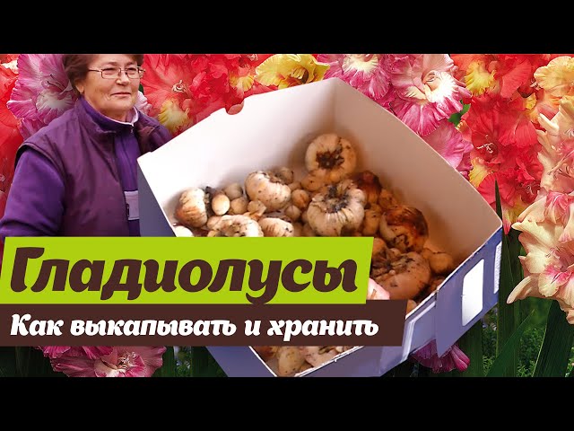 Подготовка инструментов для копания луковиц
