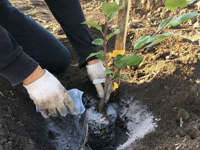 Запретные удобрения для роз