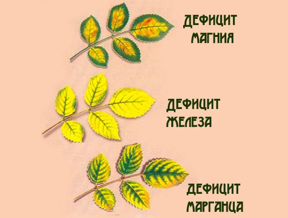 Как усилить иммунитет и предотвратить болезни розы: