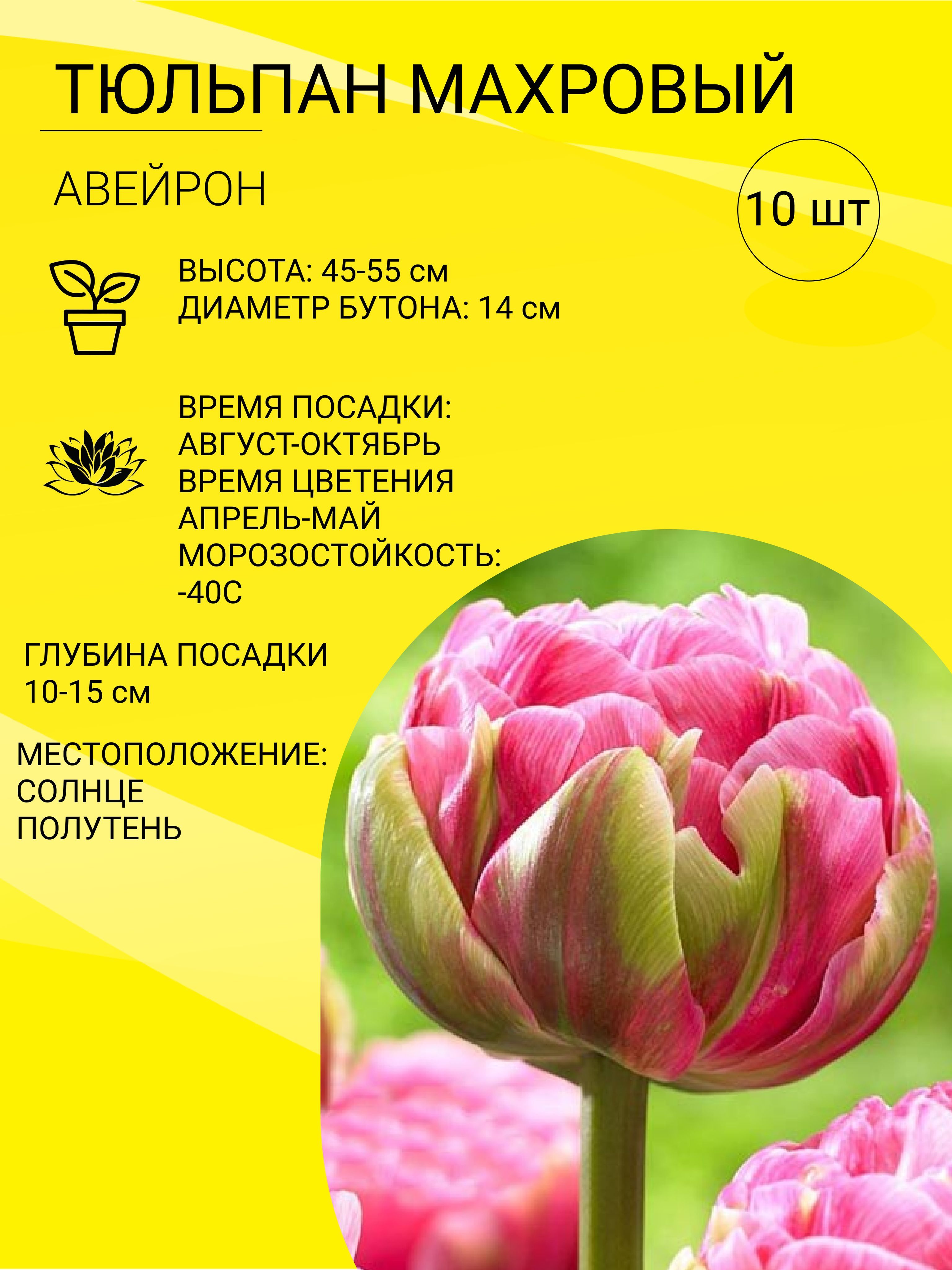 Проблема 1: Сложности выращивания тюльпанов в суровом климате