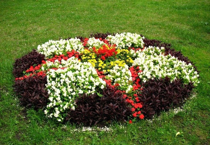 Посадка пионов разных цветов для создания ярких клумб