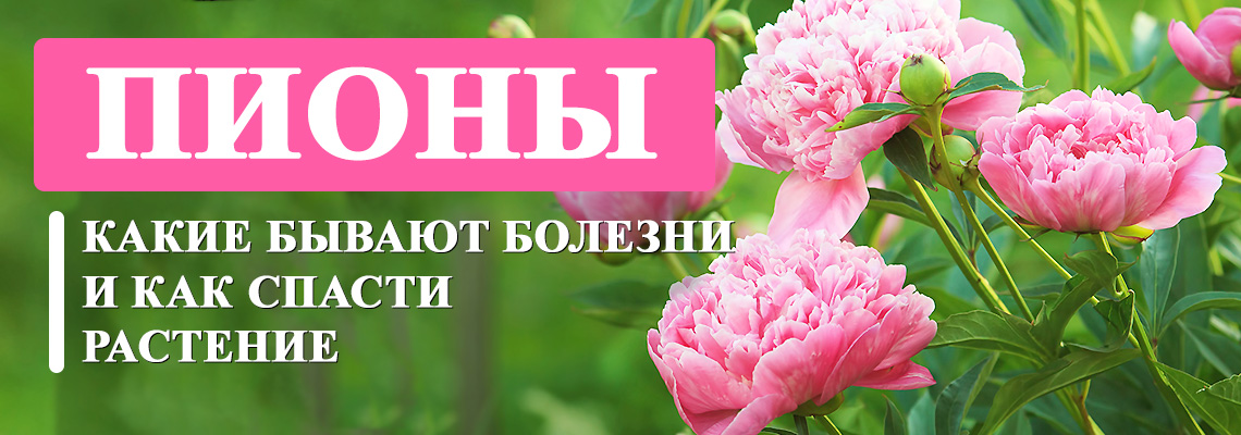 Позитивные особенности пионов