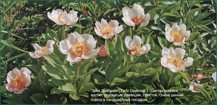 Оптимальное время посадки пионов