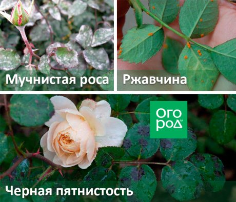 Применение химических препаратов