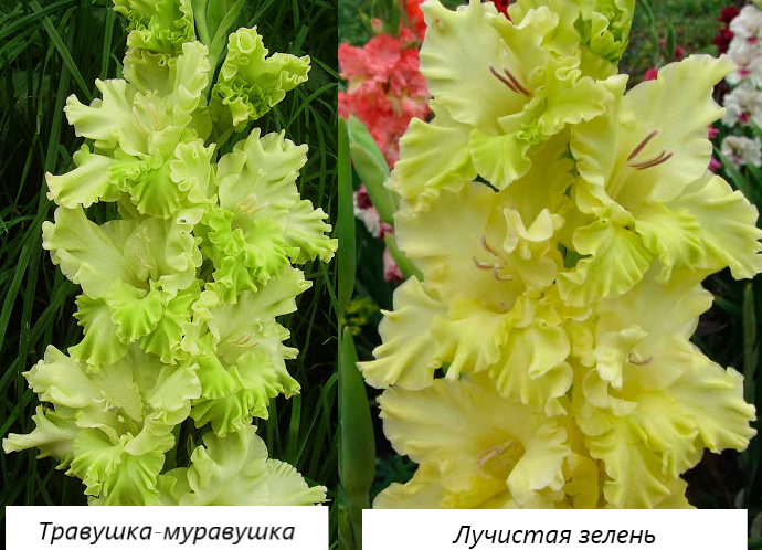 Сорт 1: Розовый сияние