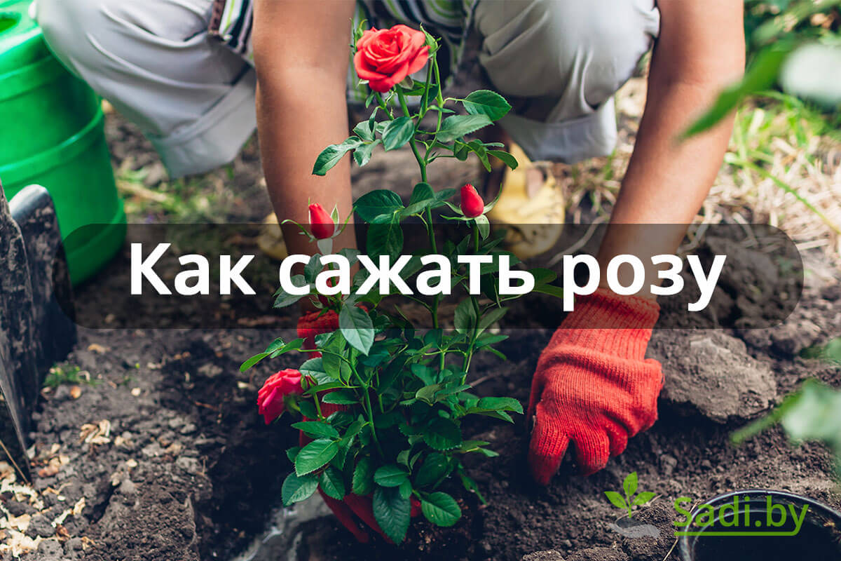 Уход за посаженными розами
