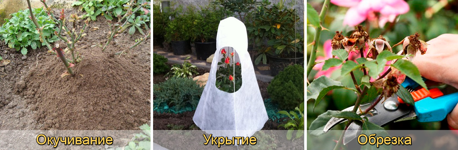 Профилактические меры для защиты роз от заморозков