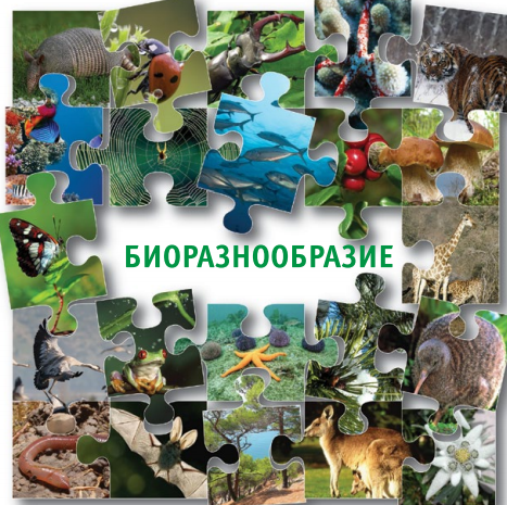 Прочие преимущества: